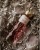 perfumy damskie saphir.jpg